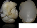Beautiful 17th century cameo representing the profile of a bearded man -