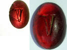 Glass intaglio with the letter V -