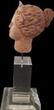 Greek  female head in Terracotta, 200-100 BC, * Canosa * *Beautiful style* *Intact*