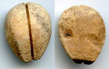 Weltmünzen Authentic bone cowrie-coin (no teeth/holes), W.Zhou, 1046-771 BC, China (H#1.2) -