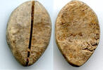 Weltmünzen Authentic bone cowrie-coin (no teeth/holes), W.Zhou, 1046-771 BC, China (Schjoth -
