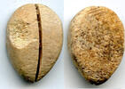 Weltmünzen Ancient bone cowrie-coin (no teeth/holes), W.Zhou, 1046-771 BC, China (Schjoth#A -
