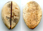 Weltmünzen Ancient bone cowrie-coin (no teeth/holes), W.Zhou, 1046-771 BC, China (Schjoth#A -