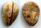 Weltmünzen Ancient bone cowrie-coin (no teeth/holes), W.Zhou, 1046-771 BC, China (Schjoth#A -
