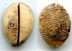 Weltmünzen Ancient bone cowrie-coin (no teeth/holes), W.Zhou, 1046-771 BC, China (Schjoth#A -