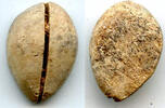 Weltmünzen Ancient bone cowrie-coin (no teeth/holes), W.Zhou, 1046-771 BC, China (Schjoth#A -
