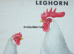 Bundesrepublik Deutschland 50er Jahre Schulwandkarte / Schul Lehrtafel / Rollbild Karte / Biologie / Leghorn / Huhn 3