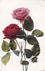 Deutsches Reich Ansichtskarte/Postkarte/Rosen -