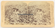 New York Stereoskopie / Foto / Strohmeyer & Wyman / Underwood / Gänseblümchen=Pflücken .. -