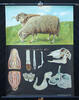 Bundesrepublik Deutschland Schulwandkarte / Schul Lehrtafel / Rollbild Karte / Biologie / Schaf -