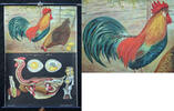 Bundesrepublik Deutschland Schulwandkarte / Schul Lehrtafel / Rollbild Karte / Biologie / Huhn -