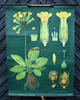 Bundesrepublik Deutschland Schulwandkarte / Rollbild Karte / Lehrtafel / Biologie / Schlüsselblume / ... -