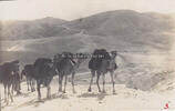 Amanus - Gebirge / Türkei Um 1917 Ansichtskarte / Postkarte / Fotokarte ... 5.20 £  +  8.67 £ shipping