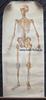 Deutsches Reich Schautafel / Lehrtafel / Skelett mit Beschreibungen von Kopf-Hals, Brustkorb-... -