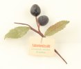 Deutsches Reich 3. Winterhilfswerk, 7. Reichsstraßensammlung, Heilkräuter - Schlehenfrucht -