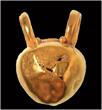 3rd cent BC-1st cent BC A unique Roman-Etruscan gold pendant VF+