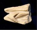 Ancient art Sculptural fragment of Marble, Roman Imperial, 1st.-4th. cent. AD -