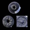 Ancient art Fine quality Mesopotamian stamp seal, Uruk period, 4th. mill. BC -