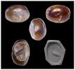 Ancient art Greco-persian carnelian scaraboid stamp seal, later 1st. mill. BC -