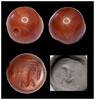 Ancient art Rare Sasanian carnelian stamp seal with unknown creature! -