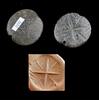 Ancient art XL round Gable stone seal, Anatolia / Mesopotamia, 4th. mill. BC -