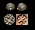 Ancient art Hemispheric stamp seal, Ancient Near East, Uruk 4th. mill. BC -