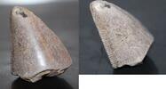 Tyrannosaurus Rex Tooth - Hell Creek Formation South Dakota - USA - -
