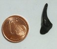 Fossilien fossiler Haizahn Fundnort: Südwest Florida bis zu 50 Mill. Jahre alt Sandhai -