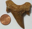 Fossilie fossiler Haifischzahn Fundort: Marokko ca. 60 Millionen Jahre alt -