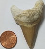 Fossilie fossiler Haifischzahn Fundort: Marokko ca. 60 Millionen Jahre alt -
