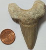 Fossilie fossiler Haifischzahn Fundort: Marokko ca. 60 Millionen Jahre alt -