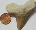 Fossilie fossiler Haifischzahn Fundort: Marokko ca. 60 Millionen Jahre alt -